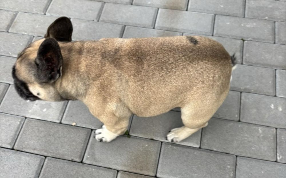 Французький бульдог хлопчик і дівчинка