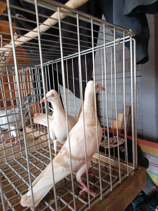 Gołębie pocztowe maslowe