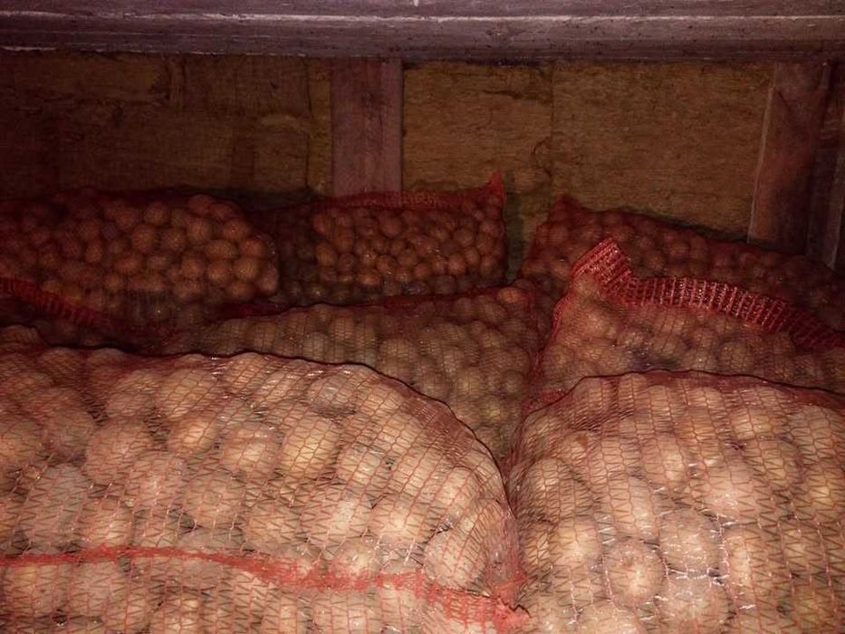 Ziemniak wielkości sadzeniak