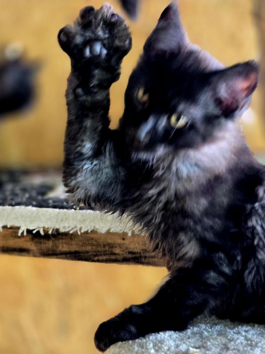 Maine Coon kocieta /