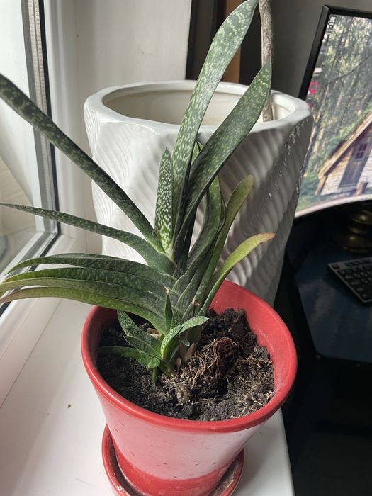 Толстянка/ Крассула, денежное дерево