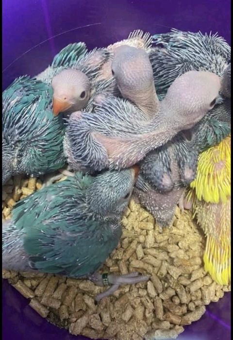 Periquitos , agapornis , ring neck disponiveis
