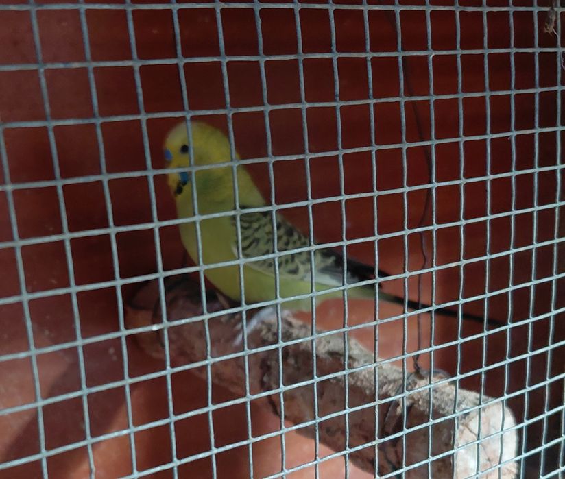Piriquitos ingleses ( 1 casal e 2 machos)