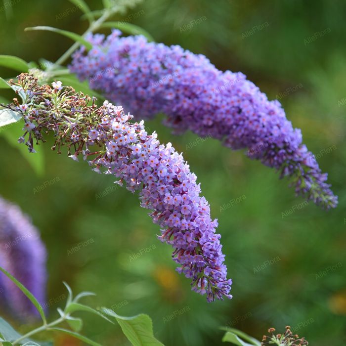 Budleja Dawida Płacząca 'Wisteria Lane' (Buddleja) Doniczka 2.0L
