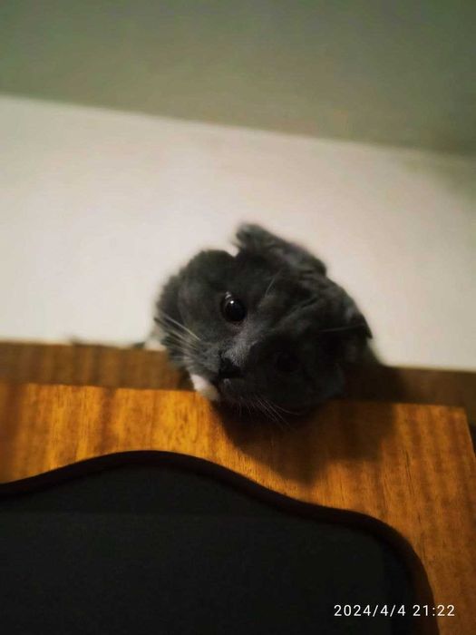 Кот Шукає наречену