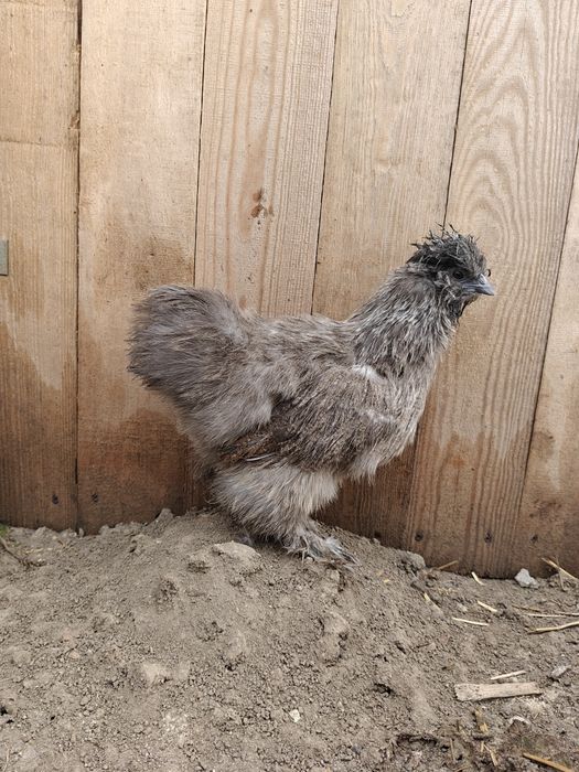 Silki kochin karzełek