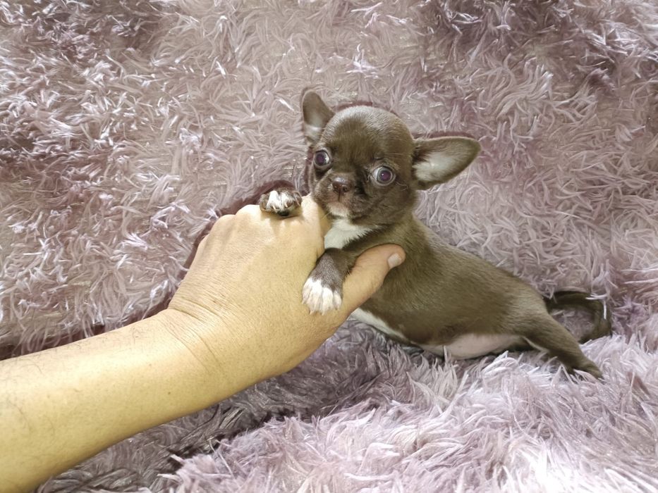 Chihuahua machinho mini