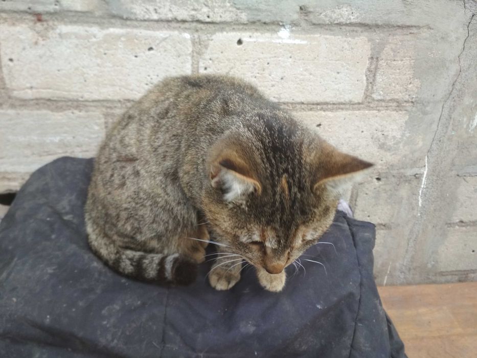 Кішку отдамо в хороші руки