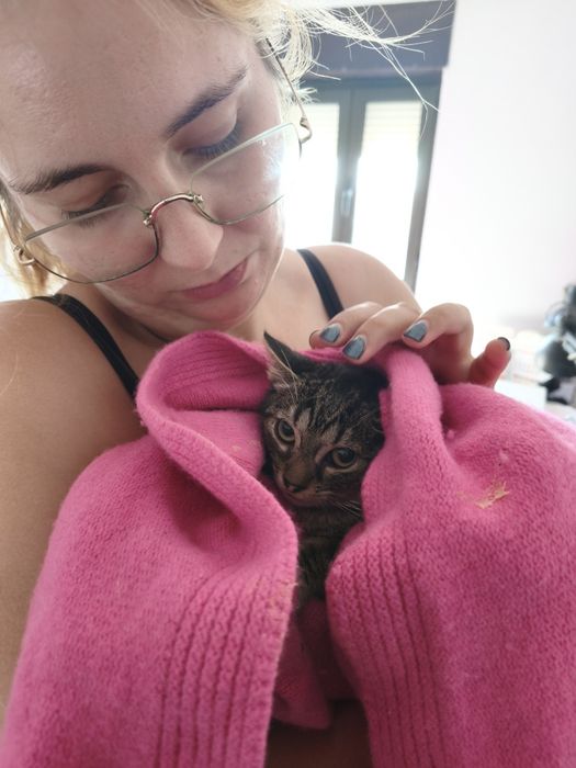 Gatinho 2 meses ADOÇÃO