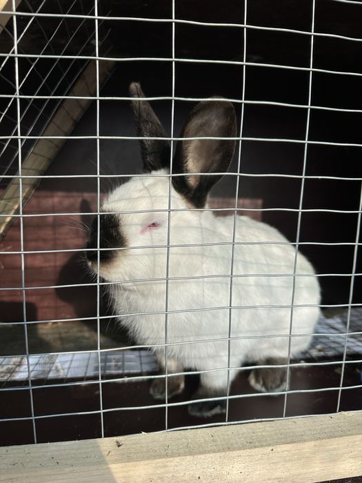 Кролики породи Каліфорнія на продаж