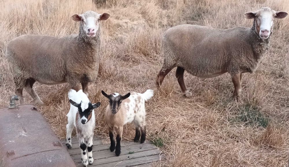 Vendo 2 crias com 3 meses  ( cabras do monte )