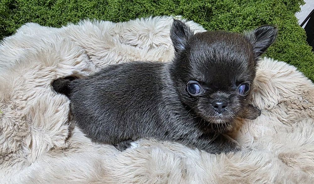 Chihuahua macho pelo longo