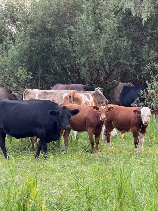Продаж всіх корів, стадо