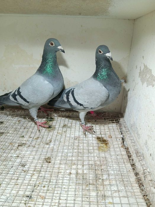 31.Gołębie pocztowe. Samice DV 2025.