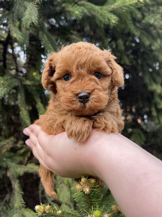 Хлопчик той пудель