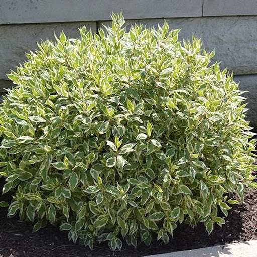 Дерен пестролистный Элегантиссима