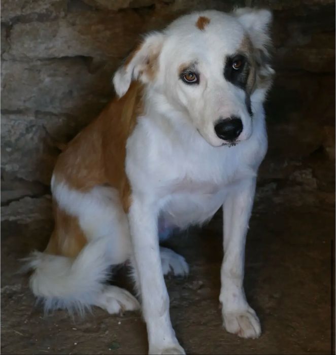 Trixie, cerca de 1 ano e meio