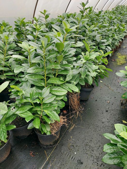 Laurowiśnia NOVITA 40-60cm Zimozielony