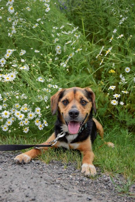 Cudowny Cezi szuka domu na zawsze