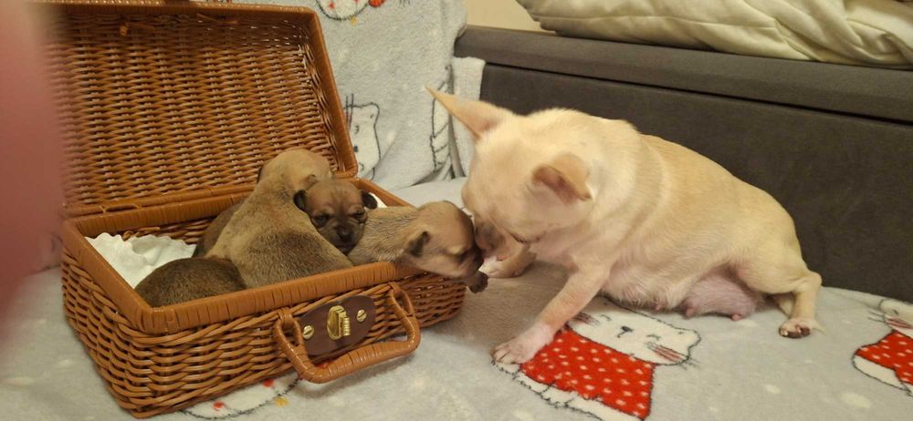 Продаж Чіхуа хуа цуценят