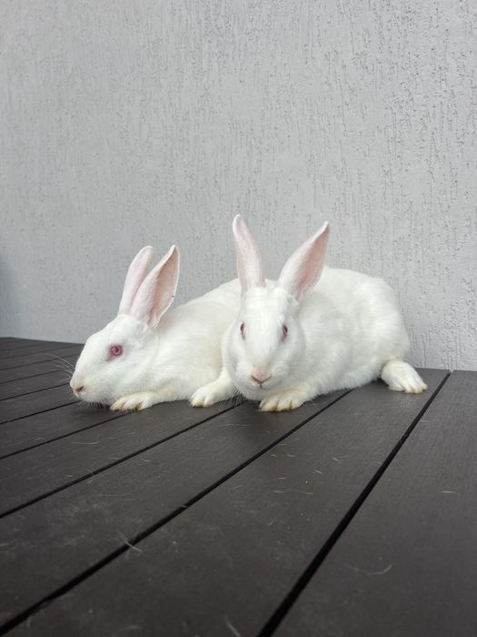 Кролі ТЕРМОНЦІ. Самці.