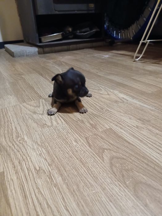Fêmea Chihuahua muito pequena
