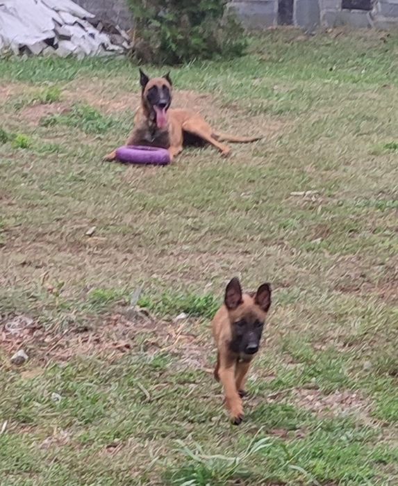 Малинуа щенки бельгийская овчарка