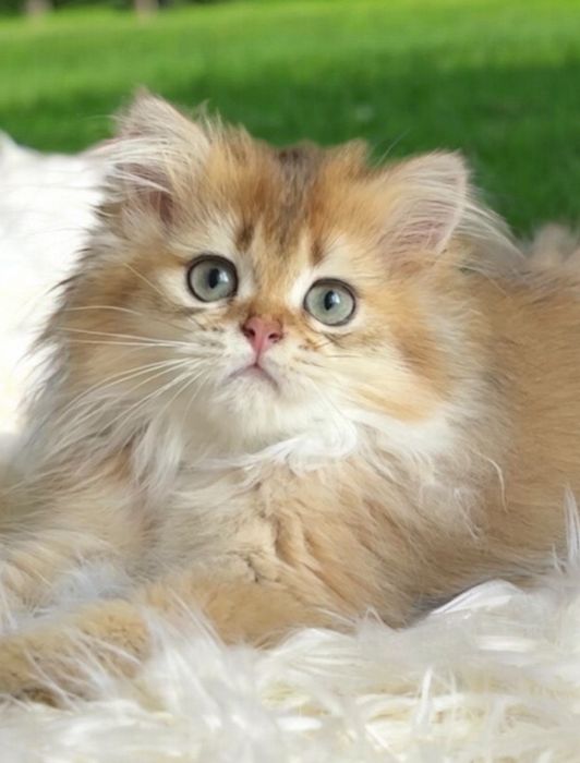 Шотландська Золота шиншила