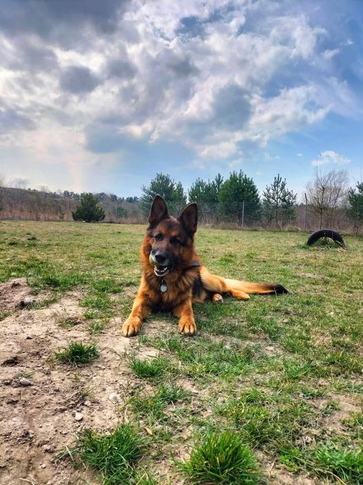 Alex szuka pilnie domu !