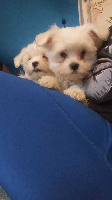 Szczenięta maltańczyk