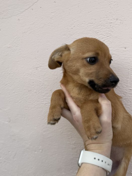 Собачки, 4 цуцика