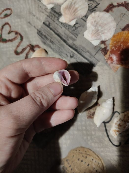 Морські ракушки колекція