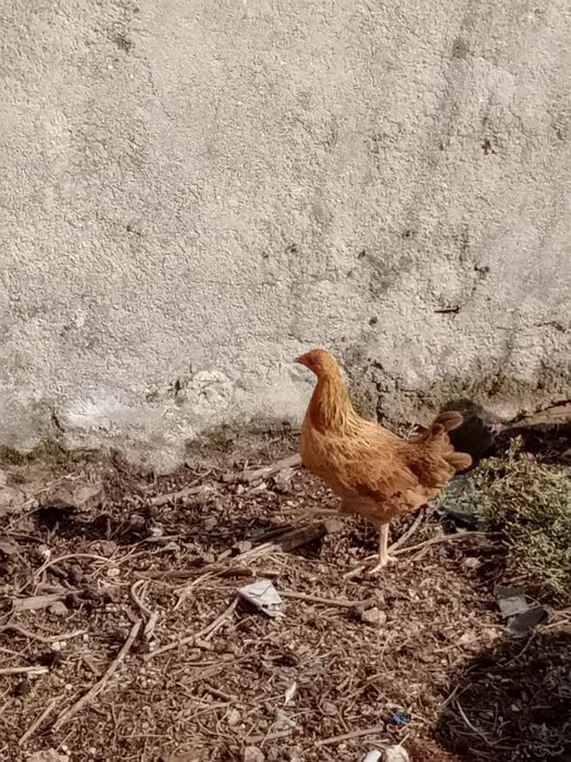 Garnisés/fêmeas 4 brancas 1 preta 1 castanha.