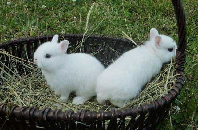 Coelhos anões mini hôlandes e mini toy desparasitados e vacinados