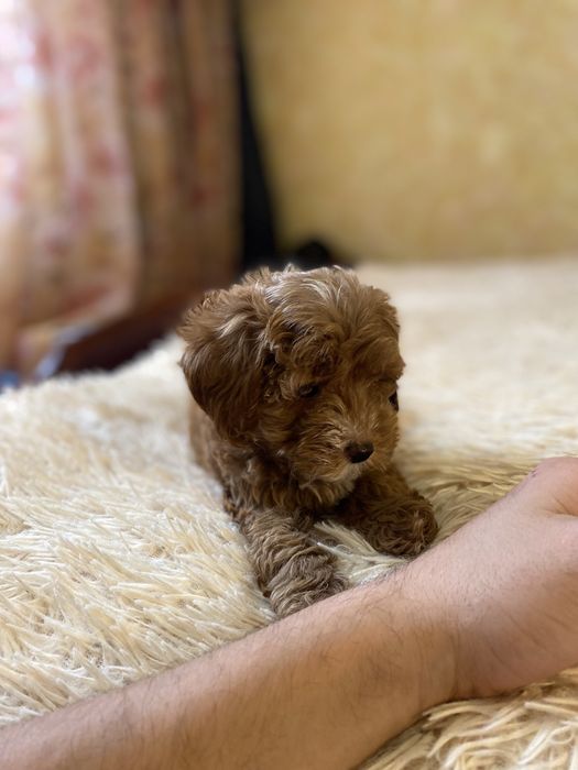 Мальтипу мини