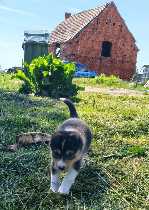 Suczka Border collie