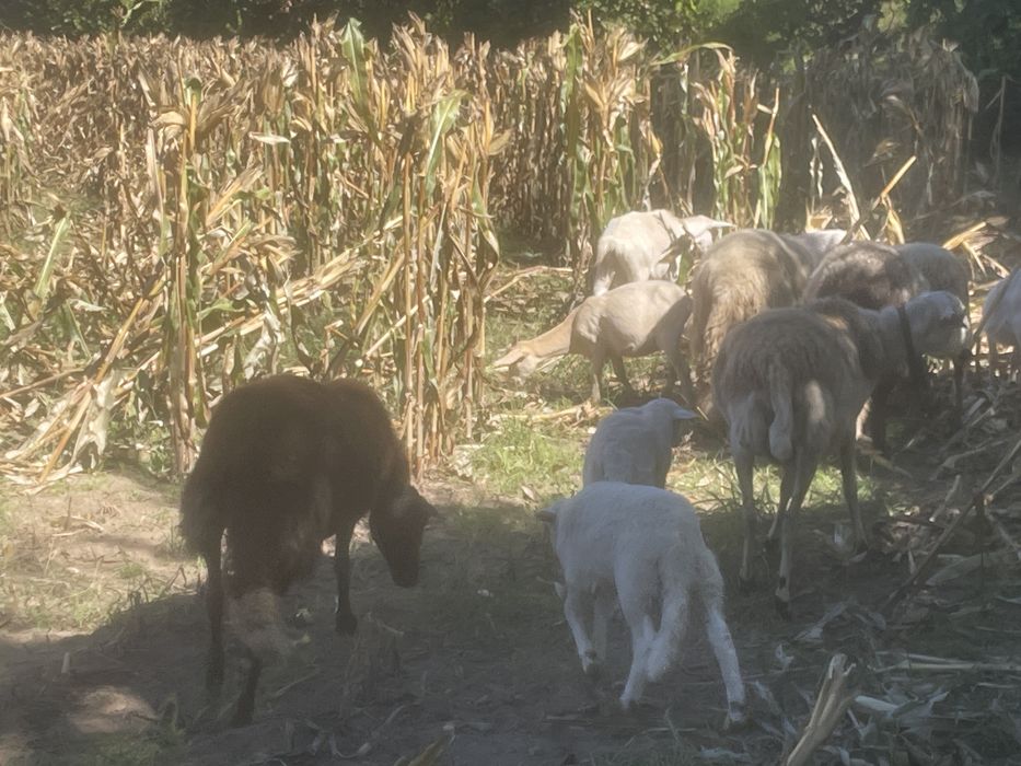 Tenho cabras e ovelhas