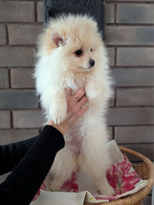 Дівчинка шпіц. Померанський шпіц.