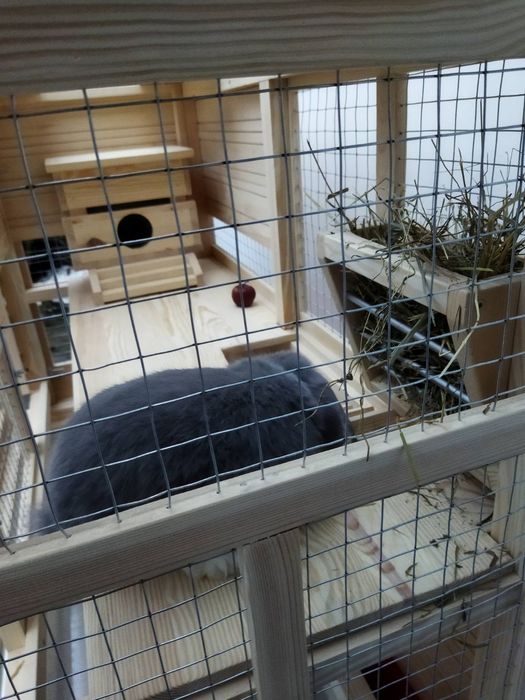 Клітка-будинок для морських свинок.