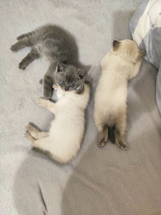 Кошеня британка прямовуха
