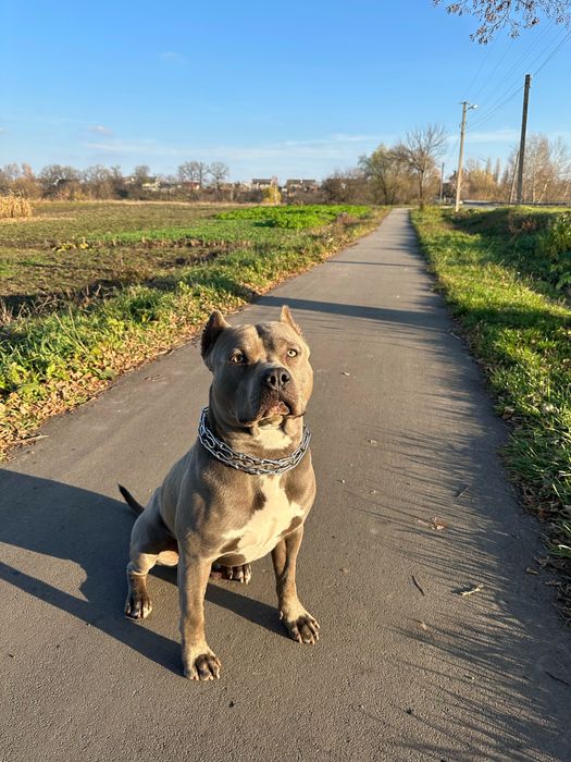 Стафф голубого окраса вязка американского стаффордширского терьера