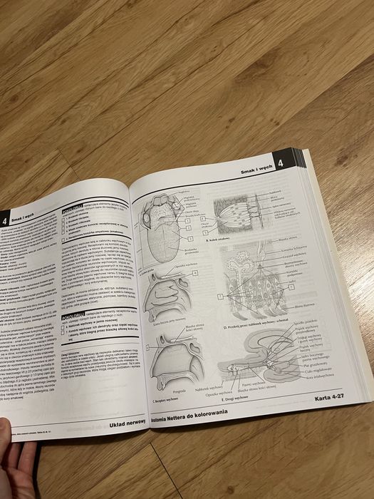 anatomia nettera do kolorowania