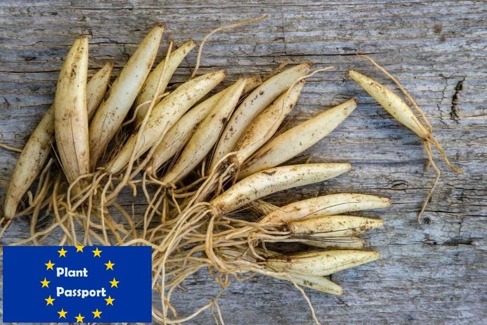 | 100 szt PAKIET | PRODUCENT Czosnek niedźwiedzi sadzonki cebulki,..`