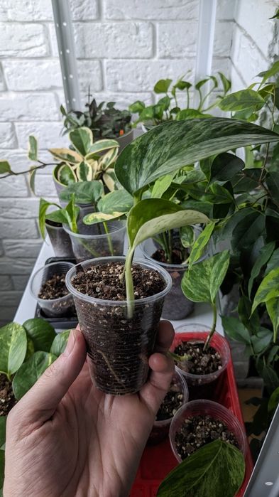 Сциндапсус епіпремнум  Марбл Квін  Глобал Грін Голден Марбл Квин Потос