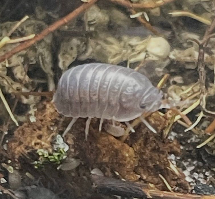 Isopods Cubaris Murina