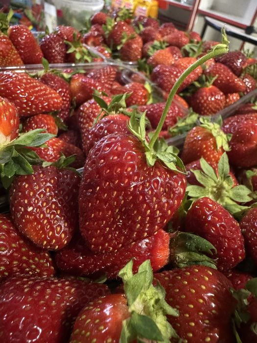 Саджанці полуниці