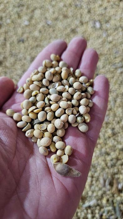 Соєва макуха, соєвий жмих, соєвий шрот (соєва олія)