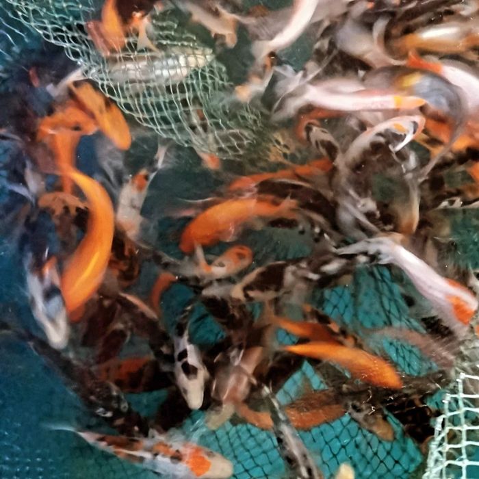 Корм для коі, coppens, nishiki, короп коі Україна, рибки для ставка