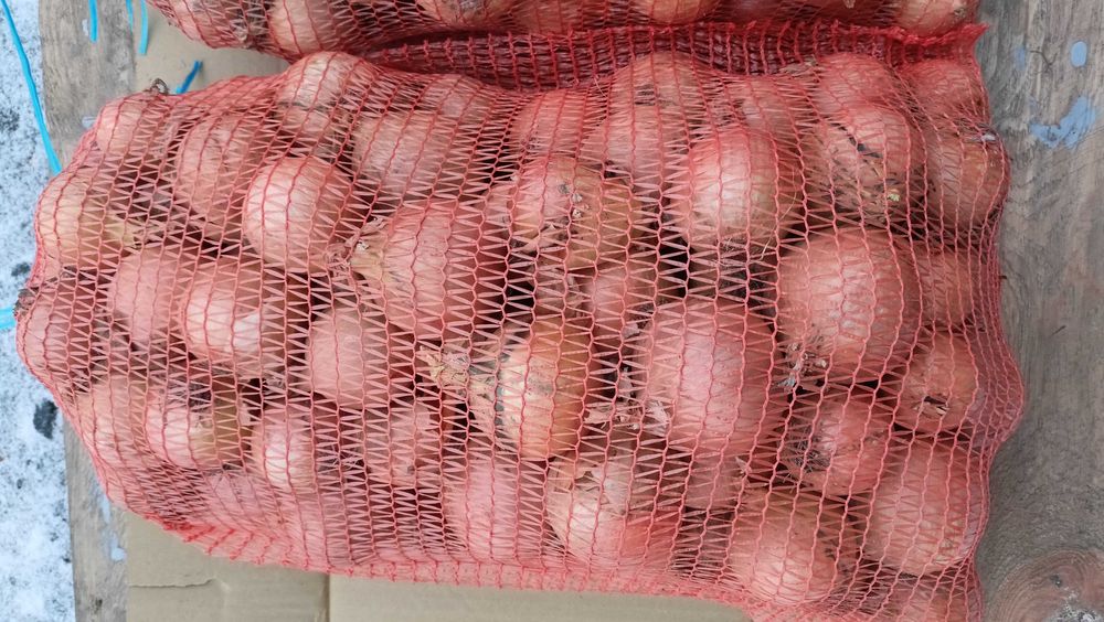 Cebula Centro sprzedam