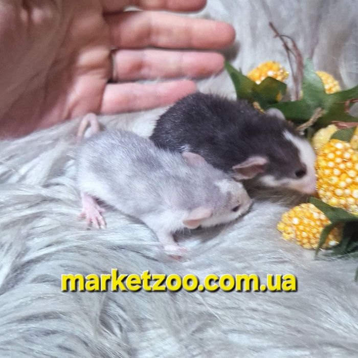 Ексклюзивні Дамбо щурики – рідкісні окраси "Блакитний Хаскі" та "Хаск